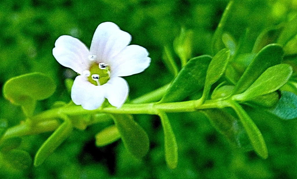 Brahmi- Overview, History, Uses, Benefits, Precaution, Dosage