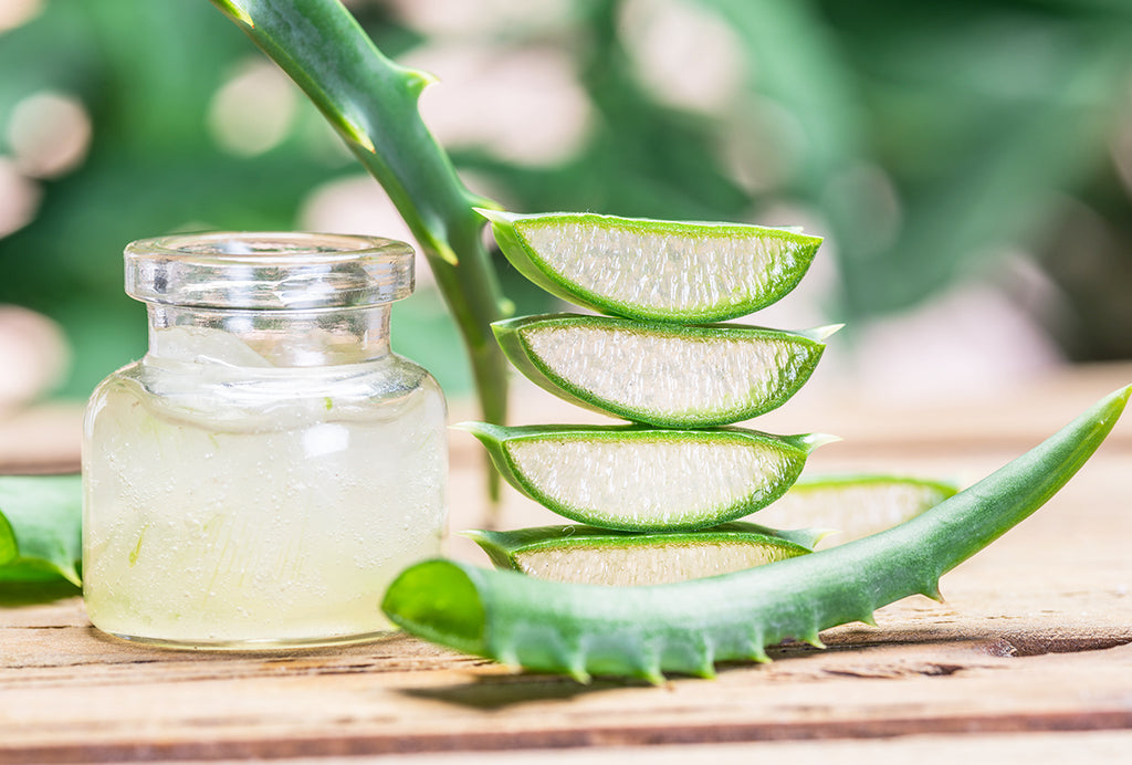 Aloe Vera- Overview, History, Uses, Benefits, Precaution, Dosage.