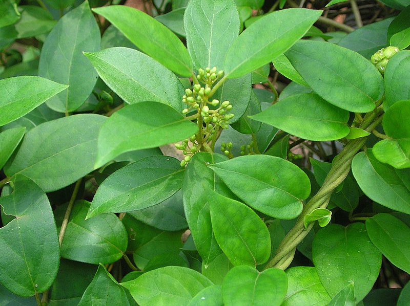 Gymnema Sylvestre - Overview, Benefits, Precaution, Dosage