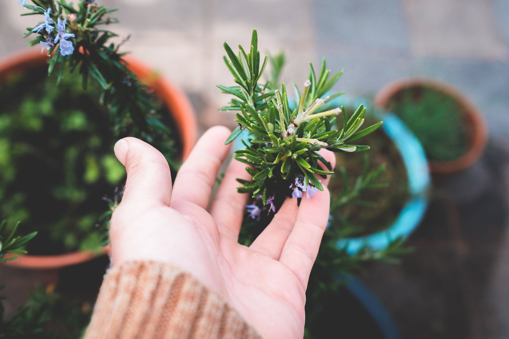 Why Is Rosemary Trending? Benefits Of Rosemary?