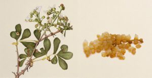 Top 7 Benefits of Plant-Based Collagen for Skin, Hair & Joints